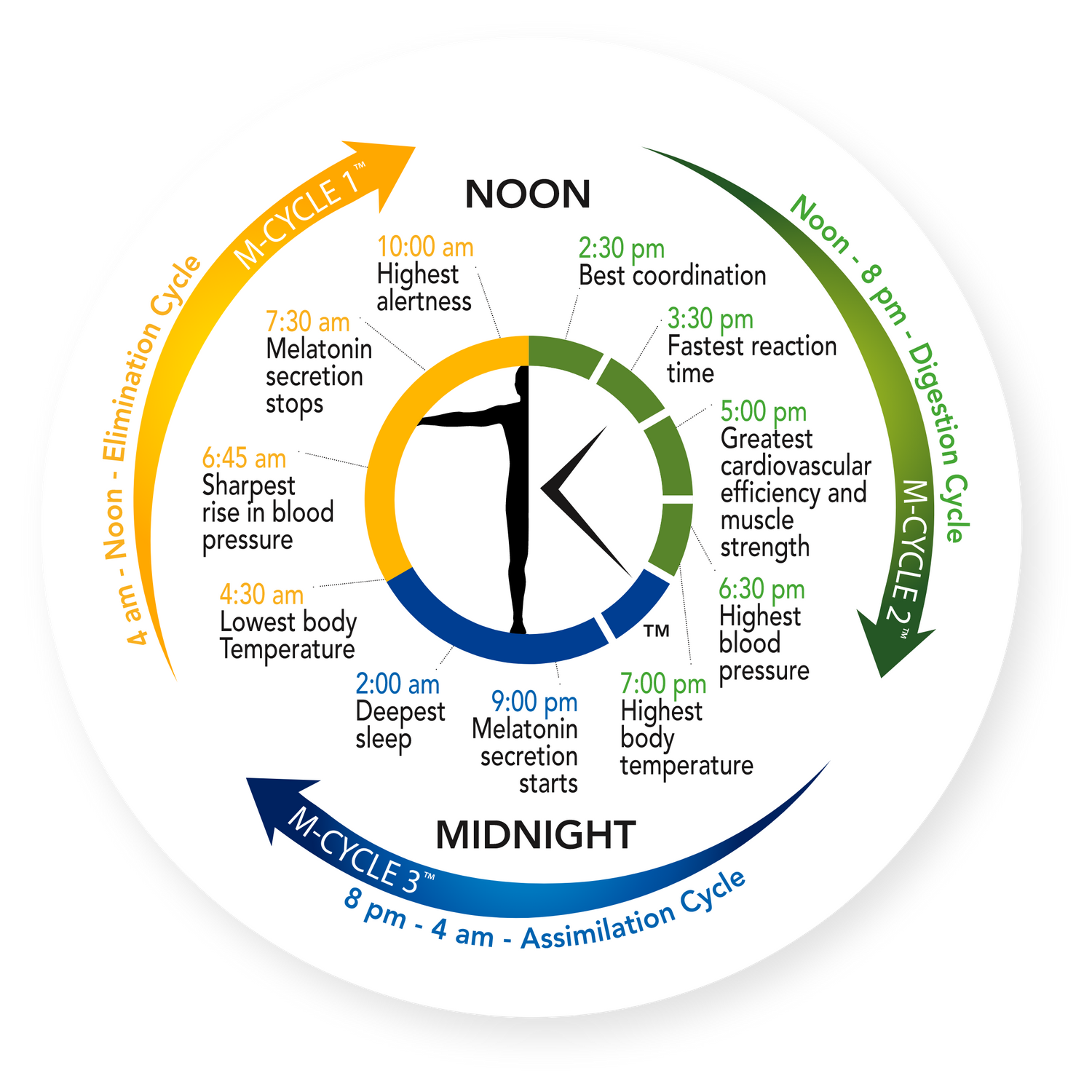 How Timed Nutrients Work: The Science of Chrononutrition